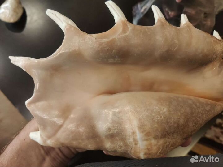 Ракушка океаническая