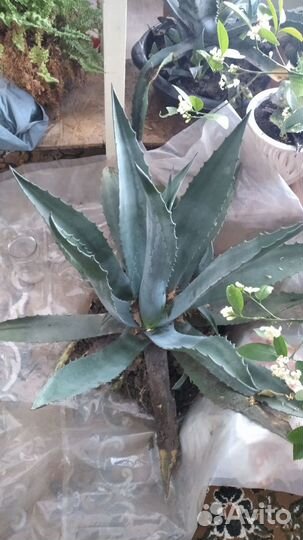 Кактусы и суккуленты