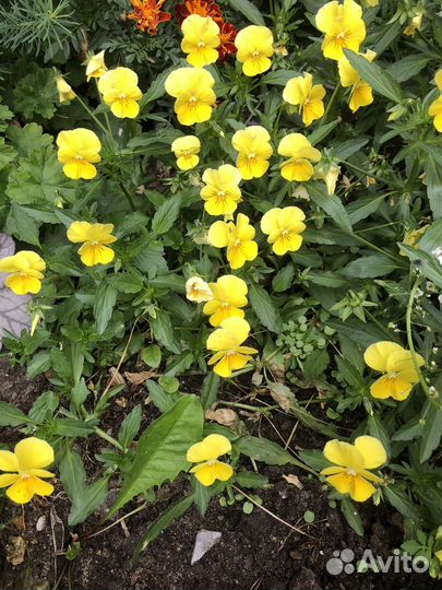 Виола анютины глазки