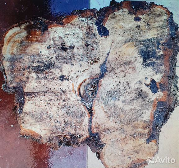 Кап сувель берёзовый