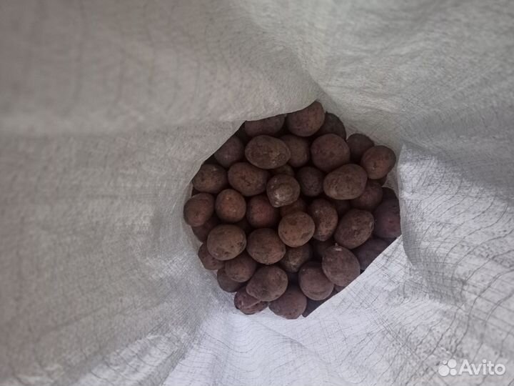 Семенной картофель Киевский свитанок