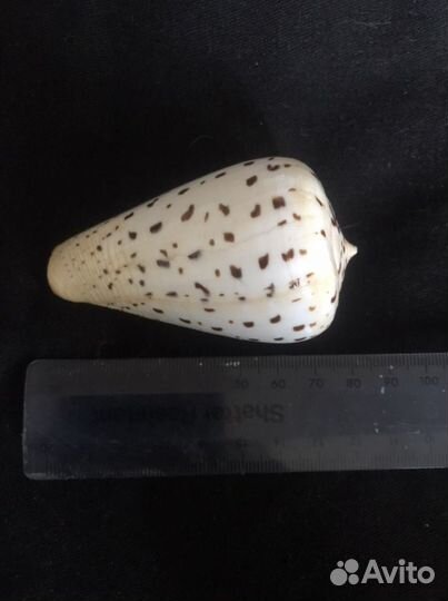 Раковина «березовый конус» аквариум