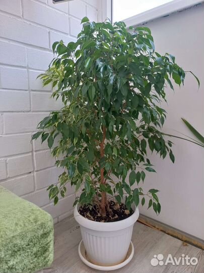 Фикус бенджамина