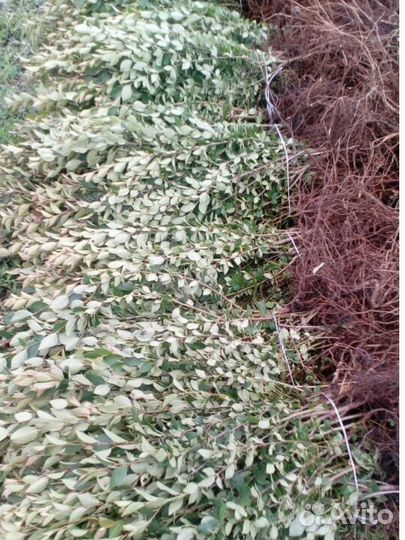 Кизильник блестящий