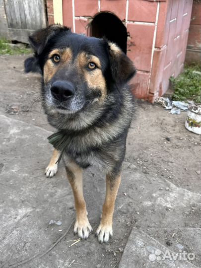 Собака-улыбака