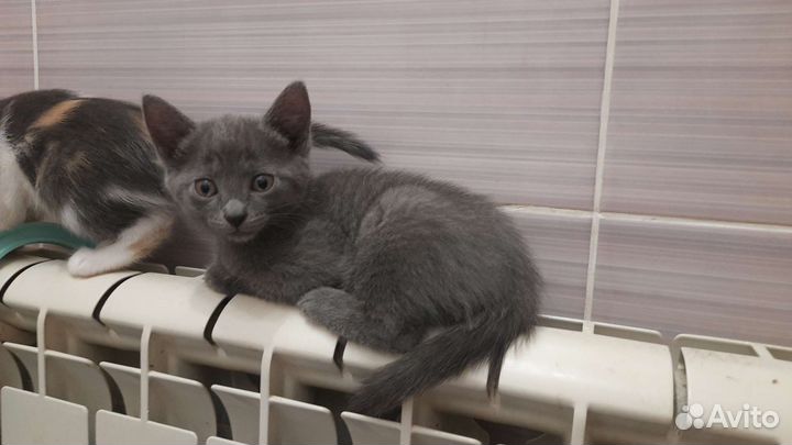 Две девочки ищут дом