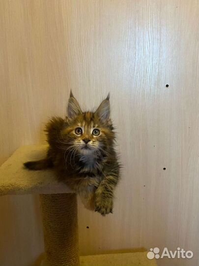 Котята мейн-кун