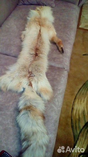 Шкура лисы