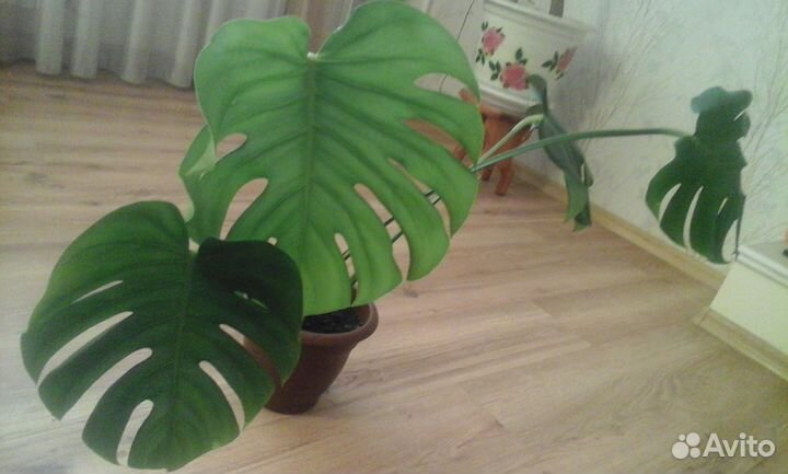 Монстера, фикус, каланхоэ