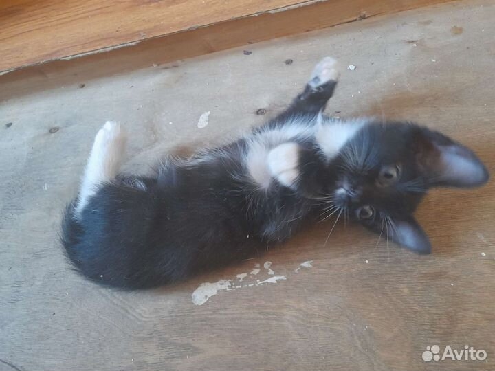 Два кота и две кошечки активные, ласковые, смешные