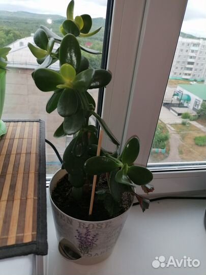 Комнатные цветы
