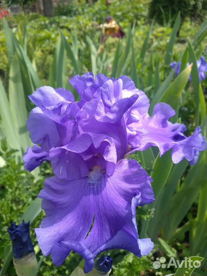 Ирисы