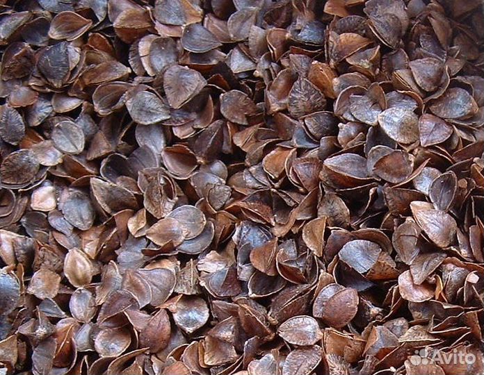 Гречневая лузга