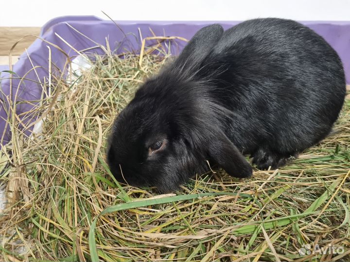 Кролик баран вислоухий