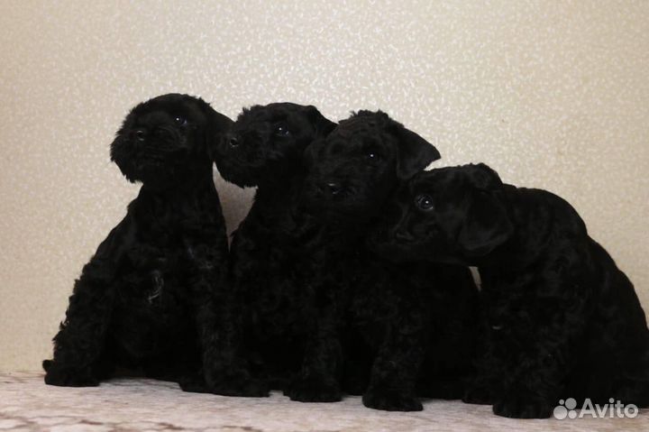 Щенки керри блю терьера, документы РКФ