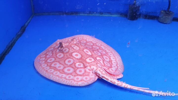 Скат Жемчужный альбинос