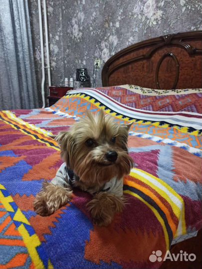 Йоркширский терьер девочка