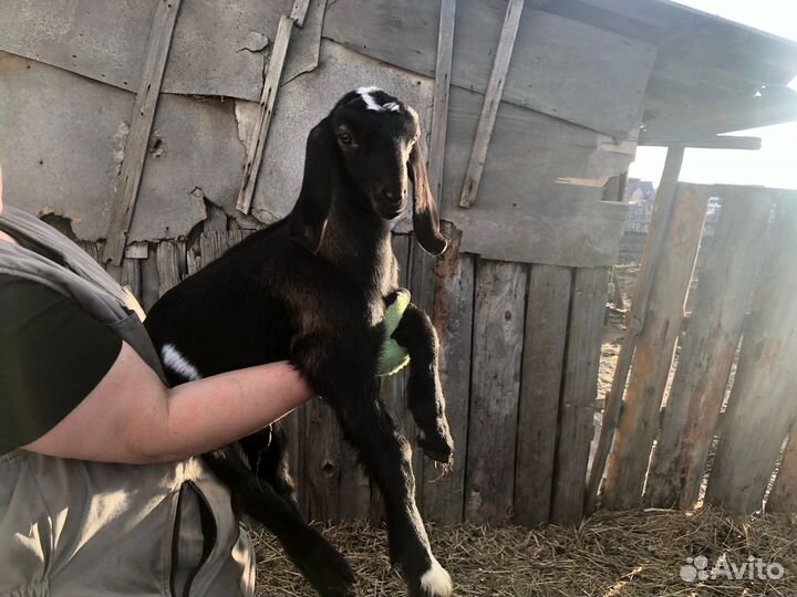 Нубийский козел