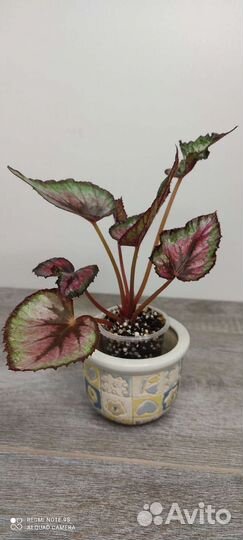 Бегония декоративно лиственная