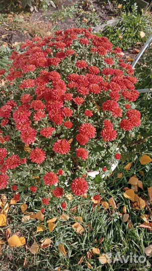 Хризантема мультифлора