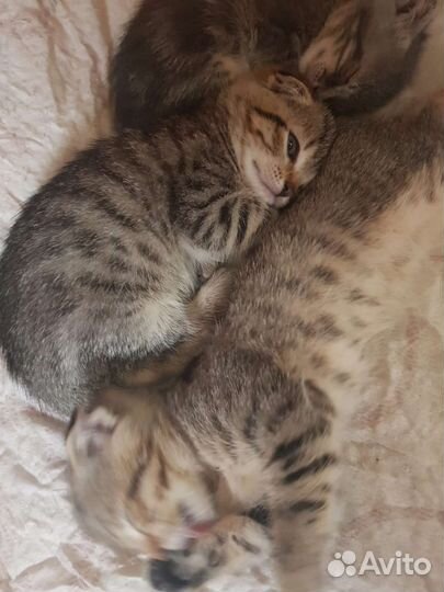Вислоухие котята в дар