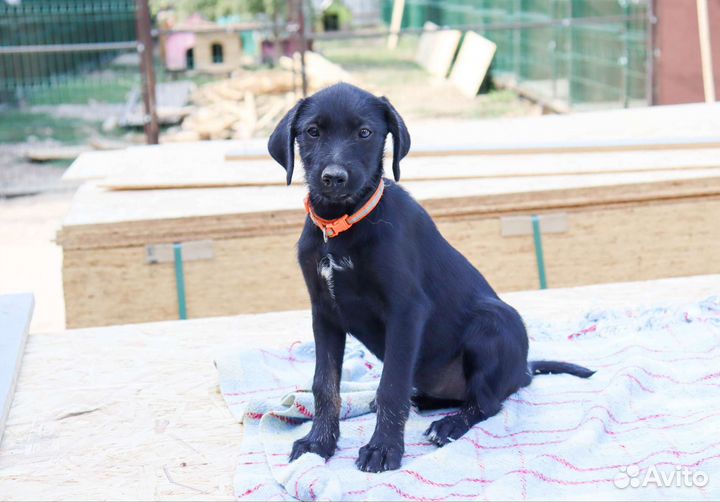 Тесла в дар