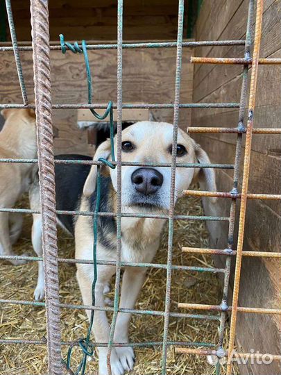 Лада ищет дом (собака из приюта)