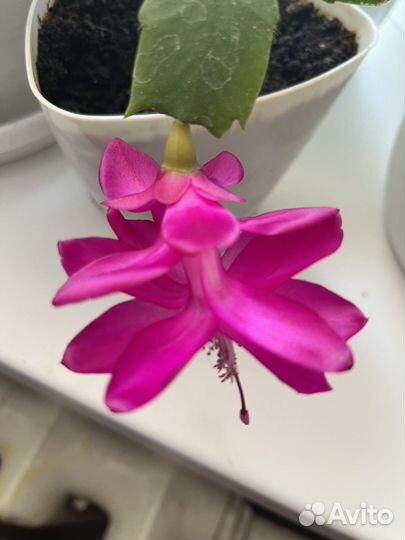 Шлюмбергера декабрист