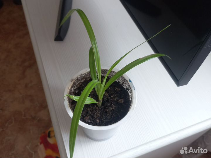 Панданус. Домашние цветы