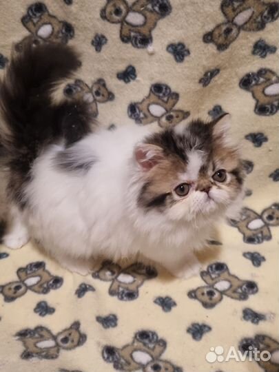 Персидский мальчик