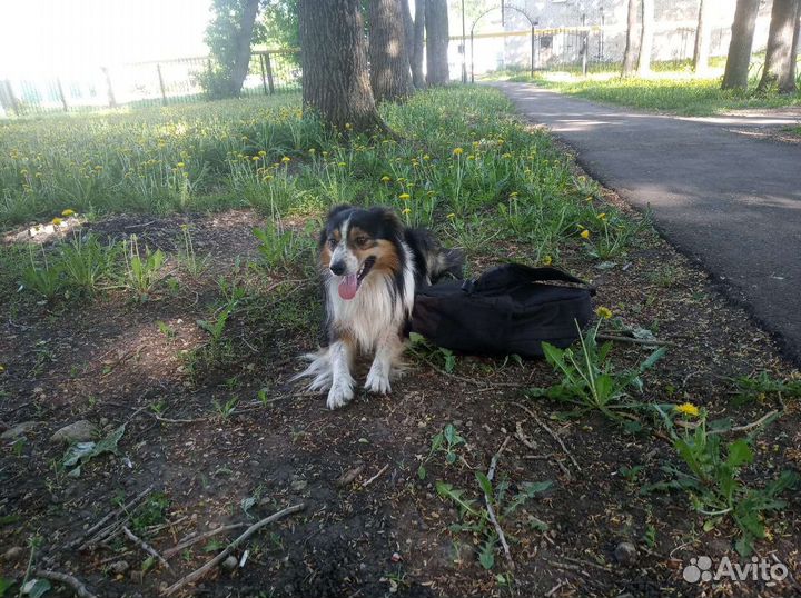 Кинолог. Дрессировка собак. Передержка собак