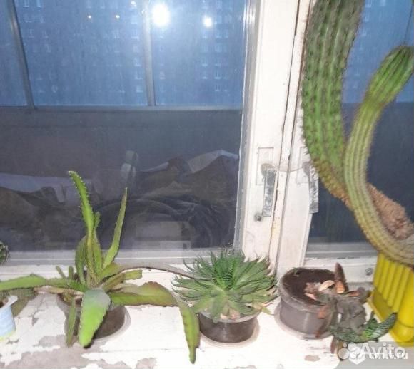 Кактусы - 12шт., пеперомия, алоэ остистый - 4шт