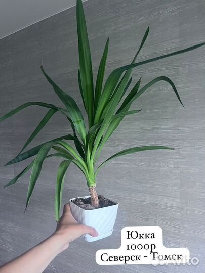 Пальма юкка