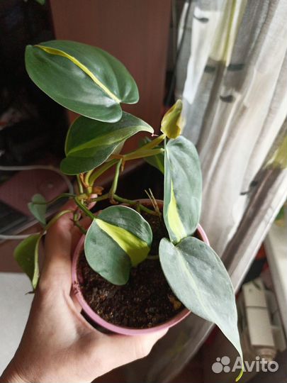 Маранта, филодендроны и др