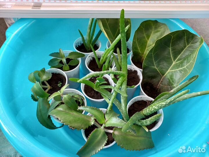 Алоэ вера растение