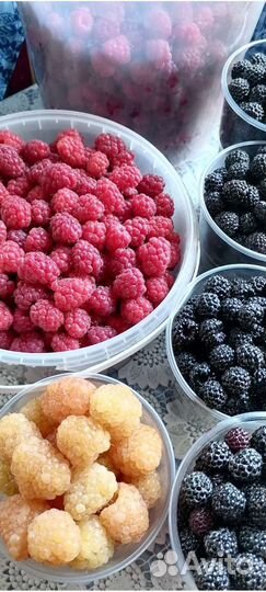 Саженцы плодовых