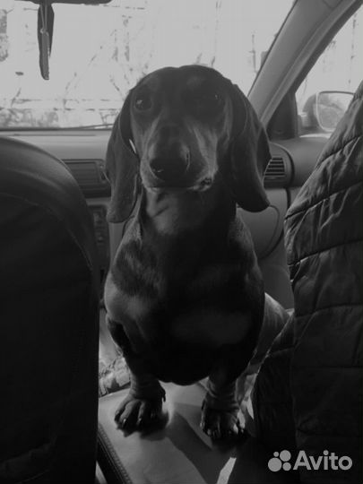 Такса на вязку