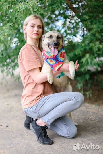 Собака из приюта ждет семью