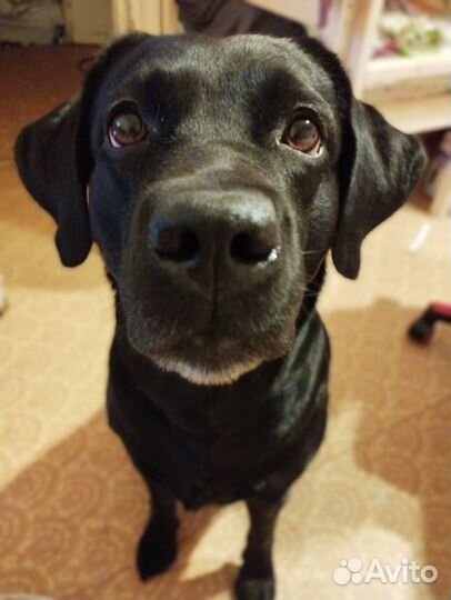 Домашняя передержка, собаки, кошки, зооняня