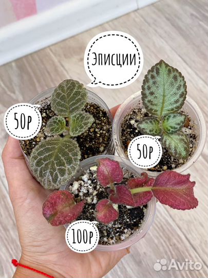 Комнатные растения обновление