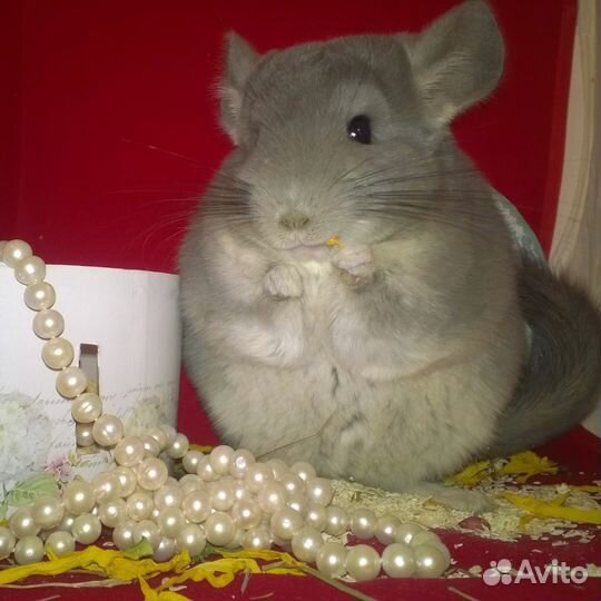 Домашний питомник предлагает ручных шиншилл