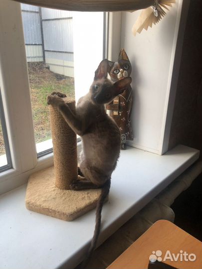 Котята корниш-рекс