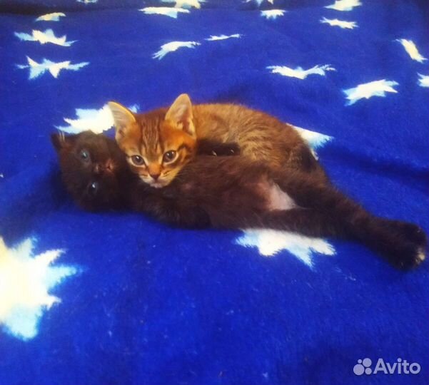 Кошки бесплатно