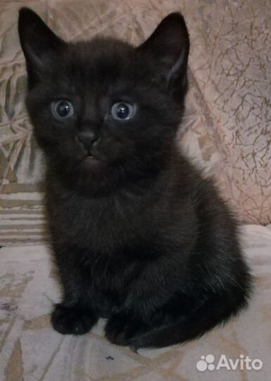 Котенок, мальчик