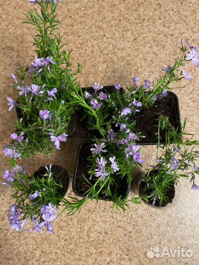 Флокс шиловидный