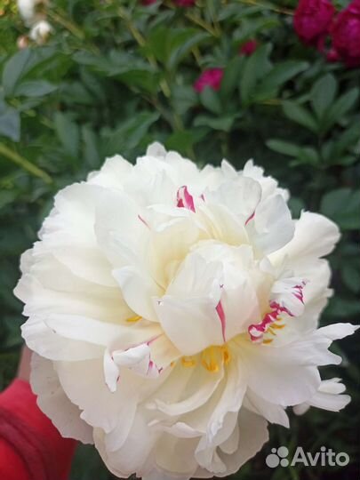 Саженцы пионов