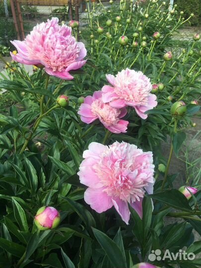 Пион (деленка)