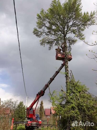 Расчистка участка, спил деревьев, дробление пней