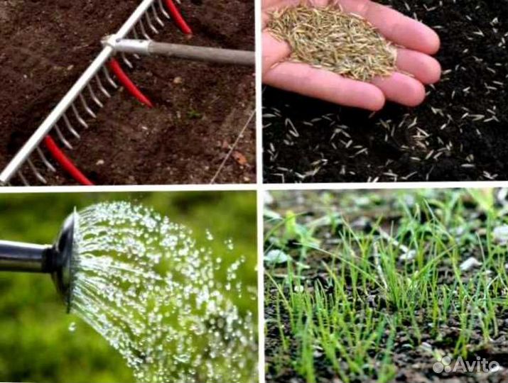 Рулонный газон, посевной газон