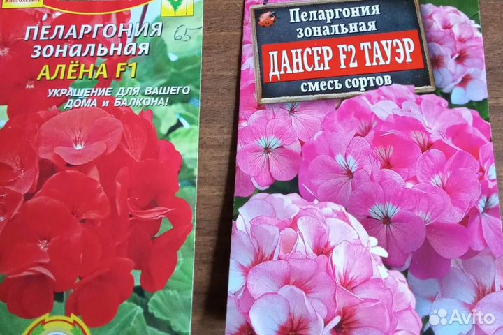 Пеларгонии сортовые